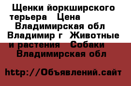 Щенки йоркширского терьера › Цена ­ 14 000 - Владимирская обл., Владимир г. Животные и растения » Собаки   . Владимирская обл.